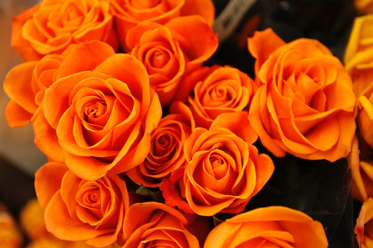 Vibrant orange roses in a close-up bouquet