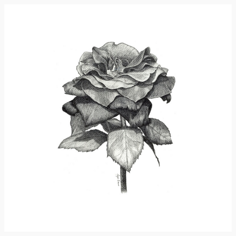 Black Rose Original Artwork