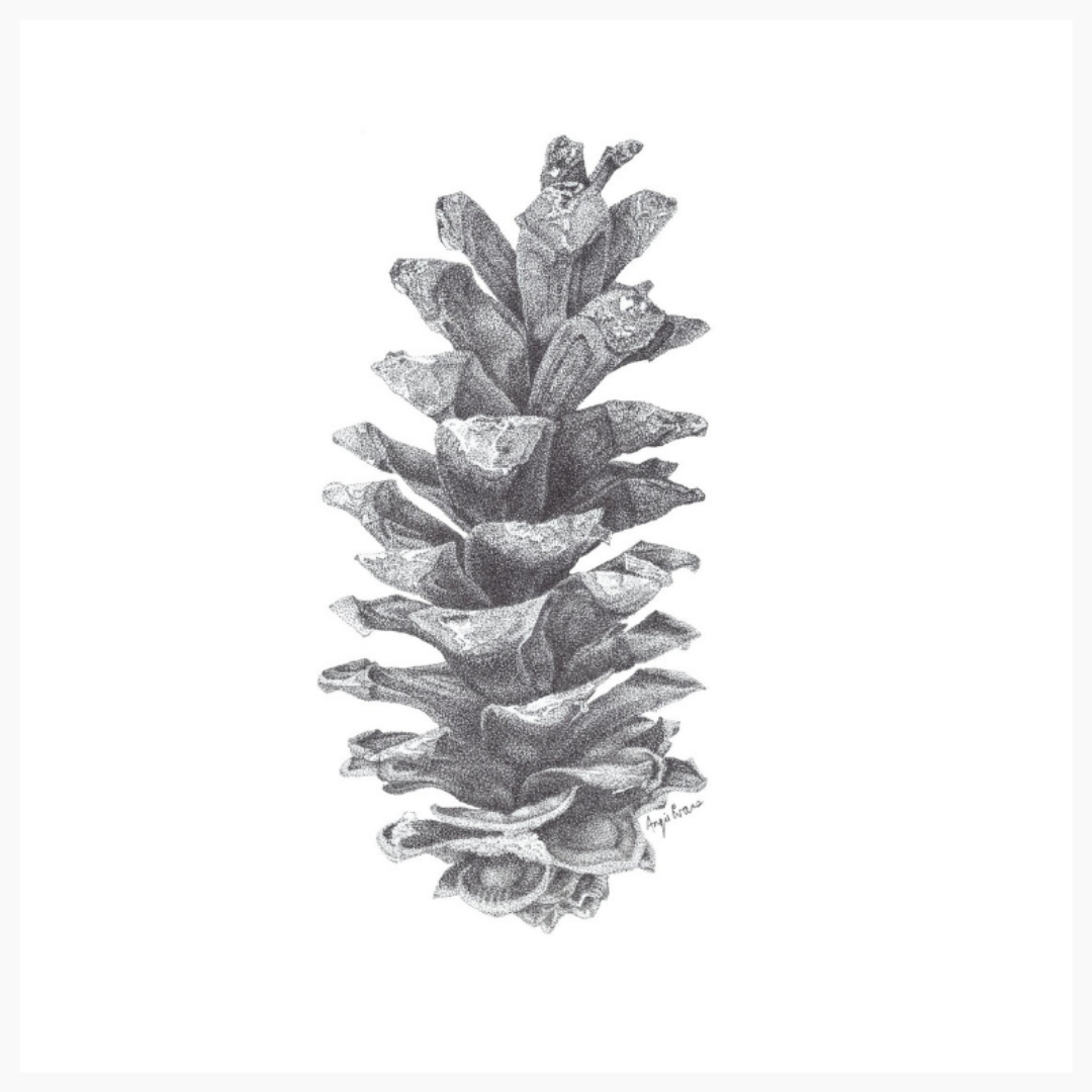 Pine Cone Original Artwork