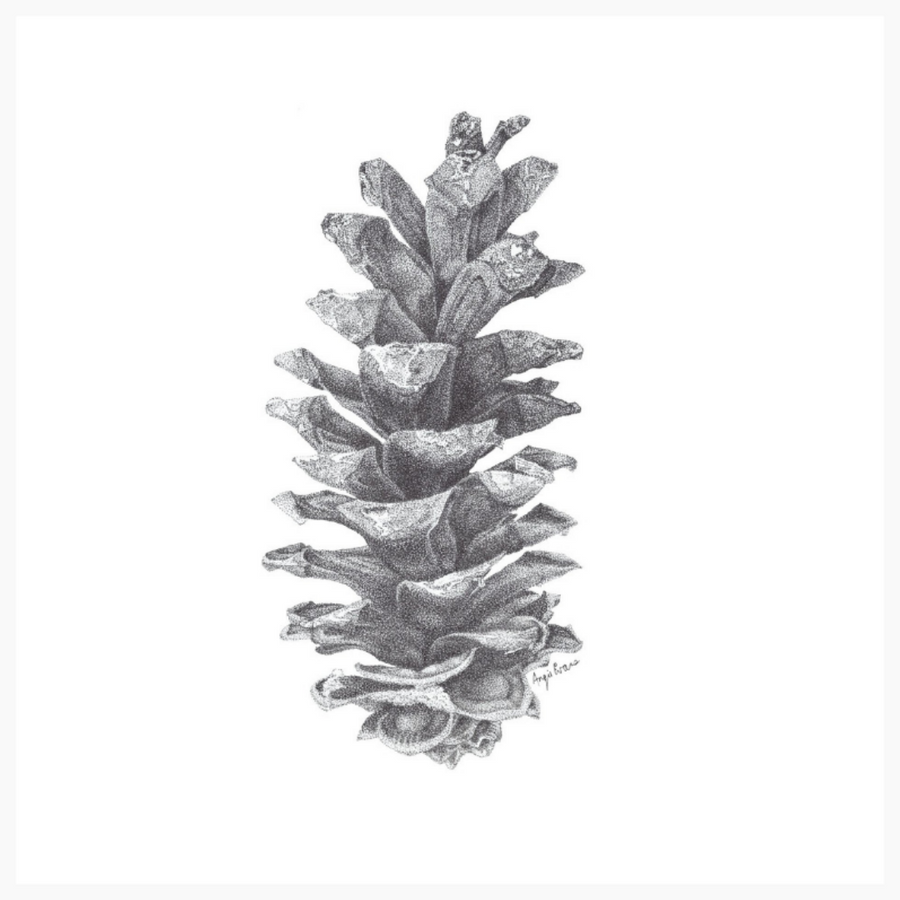 Pine Cone Original Artwork