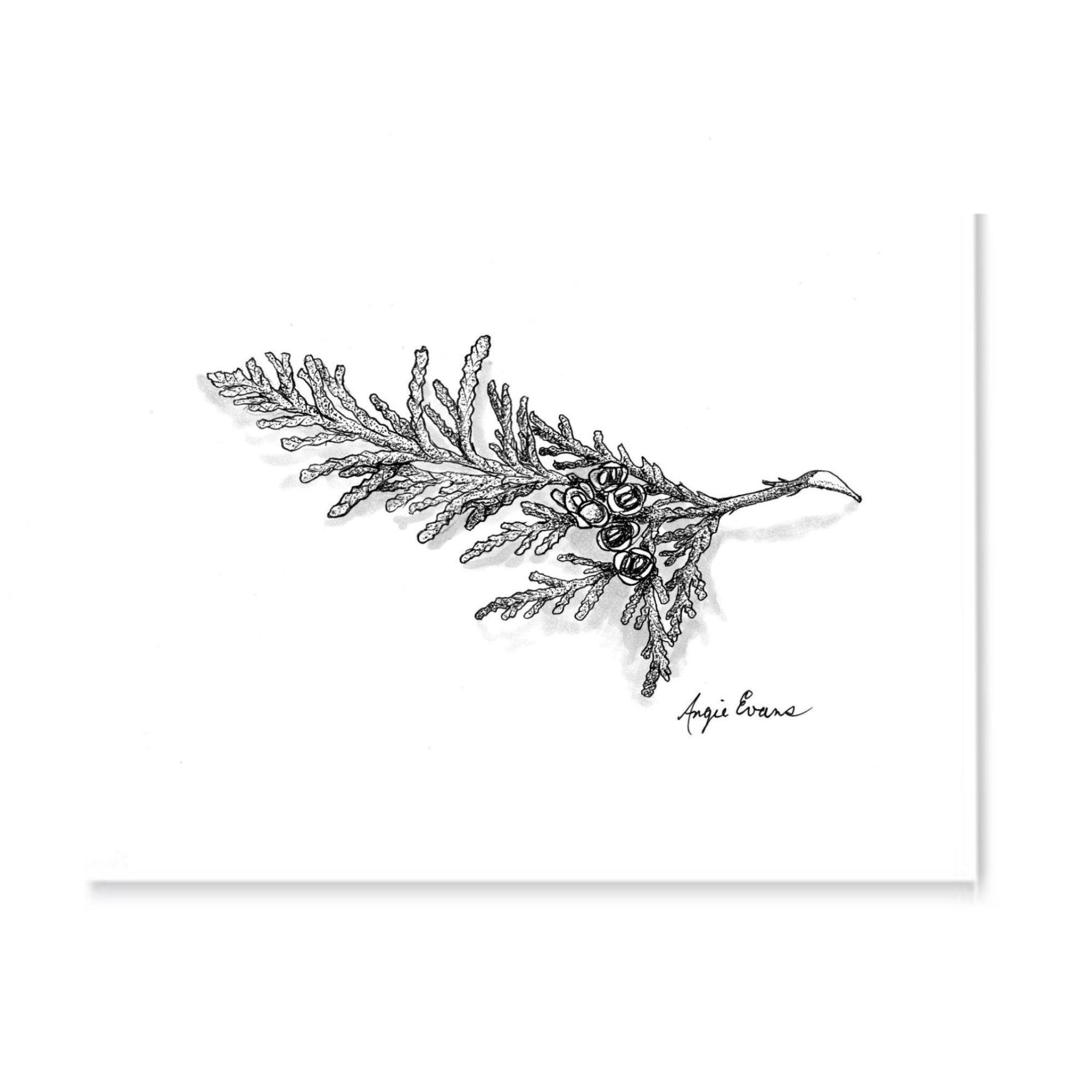 Cedar Twig Art Print-Pen and ink-Brush Point Studio