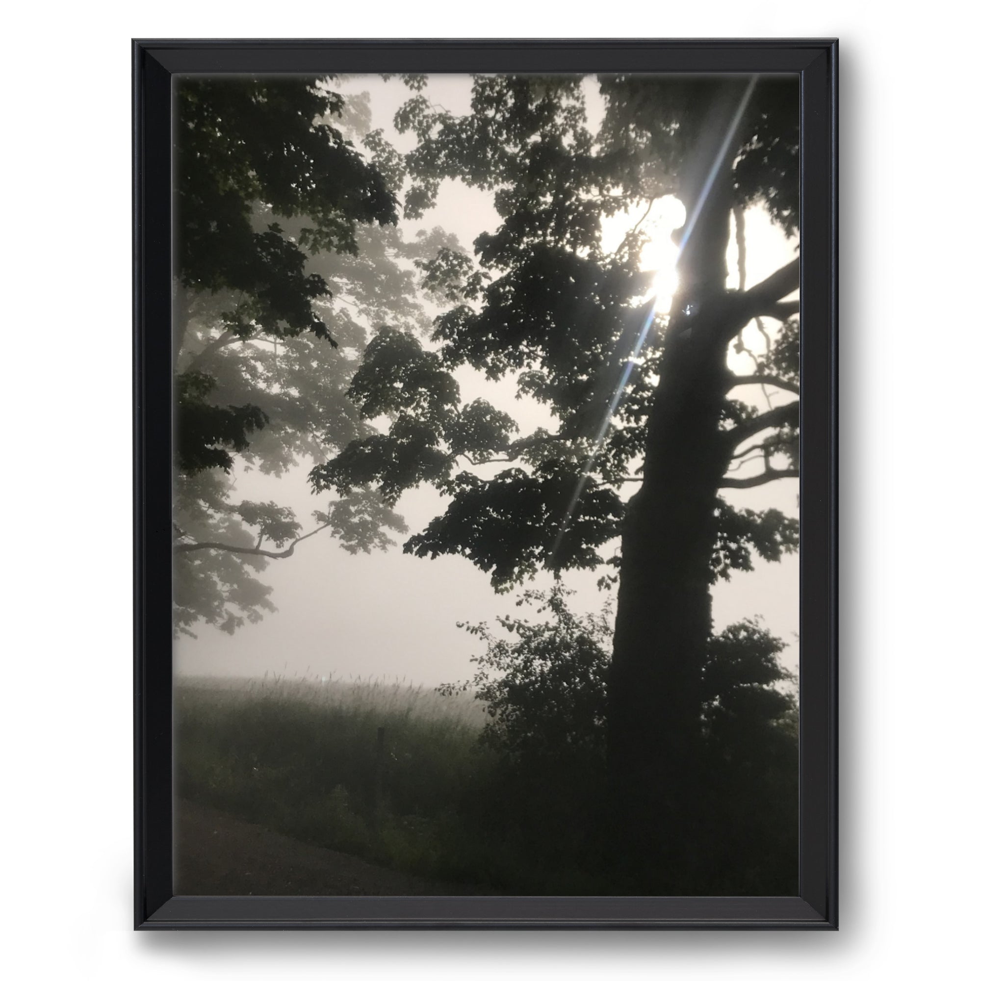 Foggy Forest Landscape