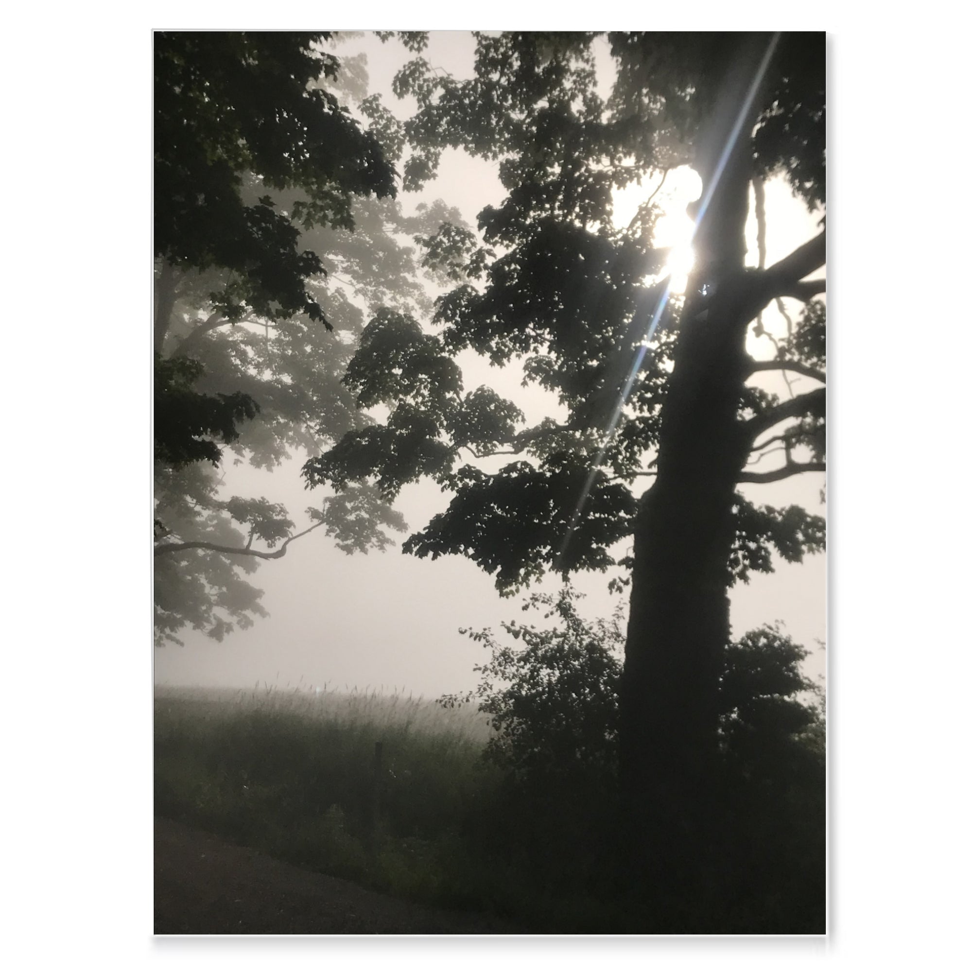 Foggy Forest Landscape