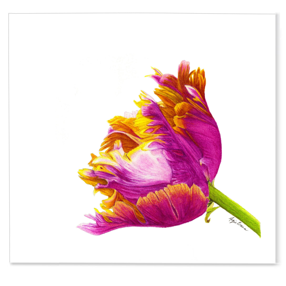 Tulip Flower l Print l Brush Point Studio, pink tulip in full bloom