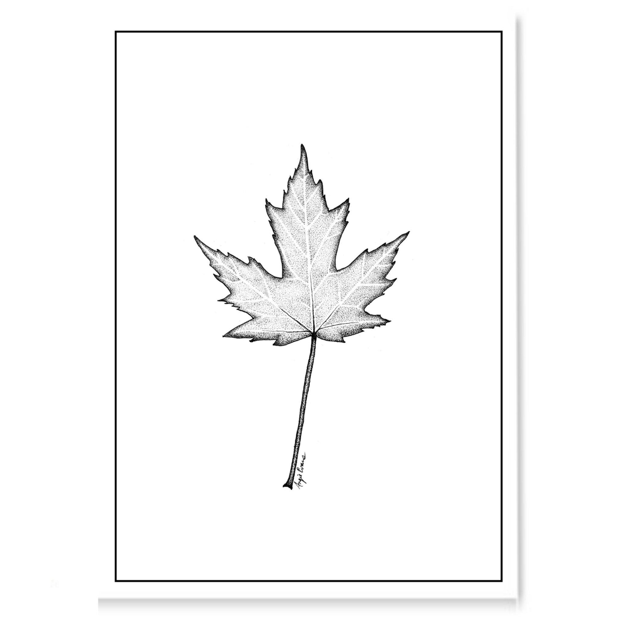 Maple leaf drawing Stock Photos, Royalty Free Maple leaf drawing Images |  Depositphotos